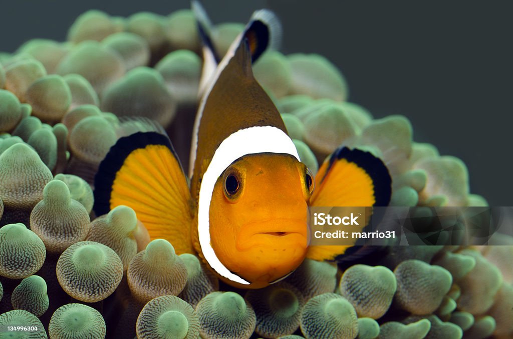 Anemonenfisch - Lizenzfrei Echter Clownfisch Stock-Foto