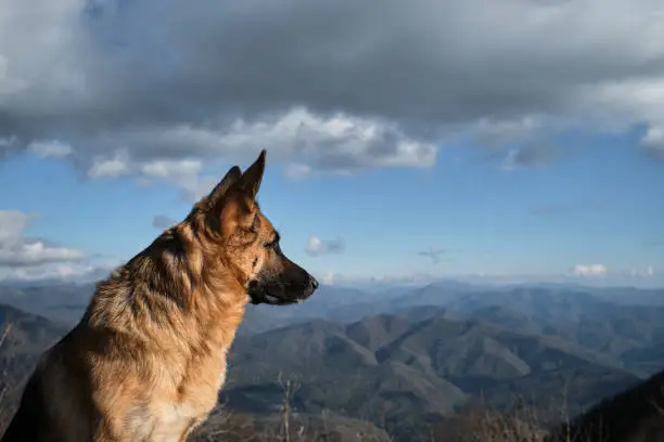 Photo of Dog against mountains enjoying freedom and beautiful views of nature national park. Charming thoroughbred pet. German Shepherd travels in mountains in profile view.