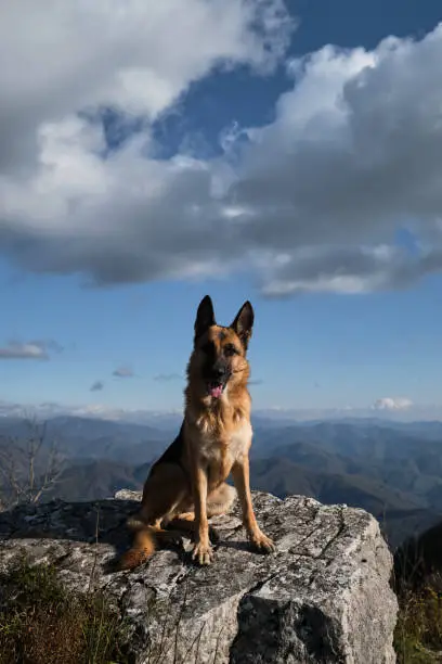 Photo of Dog sits on top of cliff and enjoys freedom and beautiful views of nature national park. German shepherd dog travels in mountains. Beautiful blue sky with white clouds.