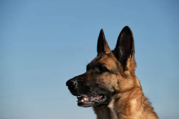 Photo of Purebred black and red fluffy German Shepherd enjoys nature. German Shepherd on background of clear blue sky. Minimalistic background with dogs head in profile.