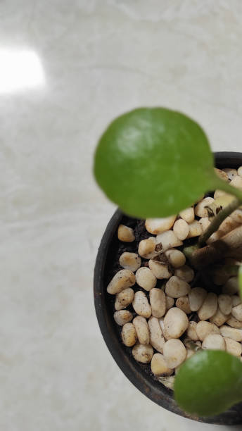 istock White pebbles on pot - stock photo 1349965945