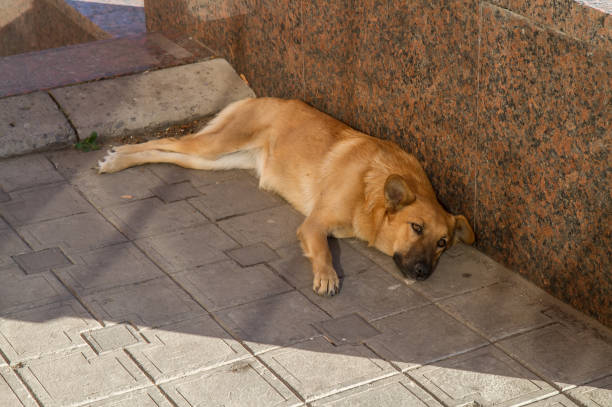 istock A stray dog lies on the paving slabs. 1349965996