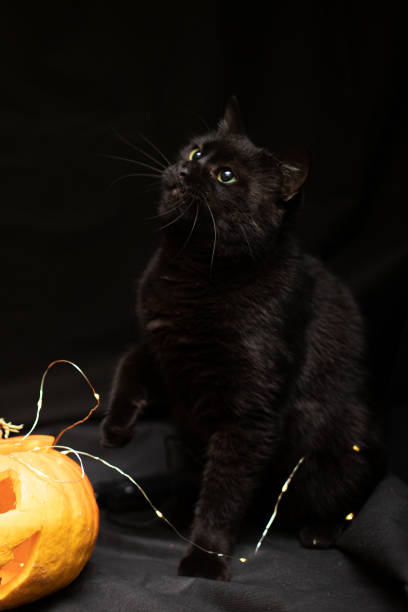 istock Cat on a black background with a Halloween pumpkin head jack o lantern 1349968150