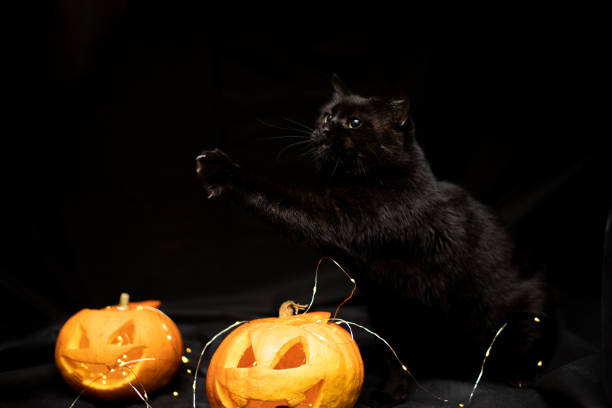 istock Cat on a black background with a Halloween pumpkin head jack o lantern 1349968157