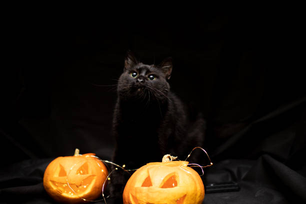 istock Cat on a black background with a Halloween pumpkin head jack o lantern 1349968169