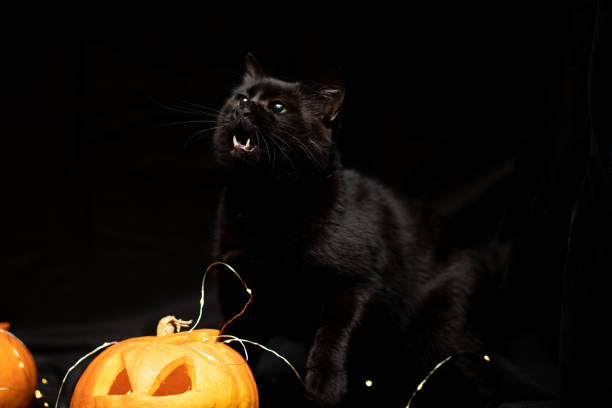 istock Cat on a black background with a Halloween pumpkin head jack o lantern 1349968179