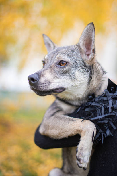 istock Funny dog in autumn background 1349968195