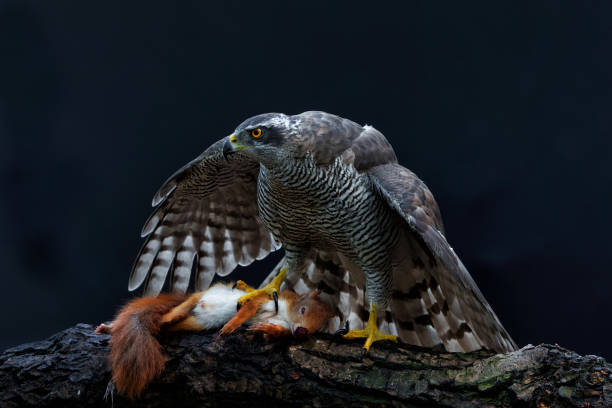 istock Northern goshawk in the forest 1349968301