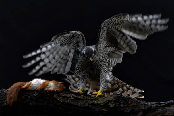 istock Northern goshawk in the forest 1349968309