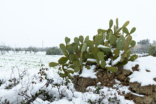 A prickly pear covered by snow in the countryside of Puglia, south Italy. Beautiful landscape after a exceptional snowfall in Salento