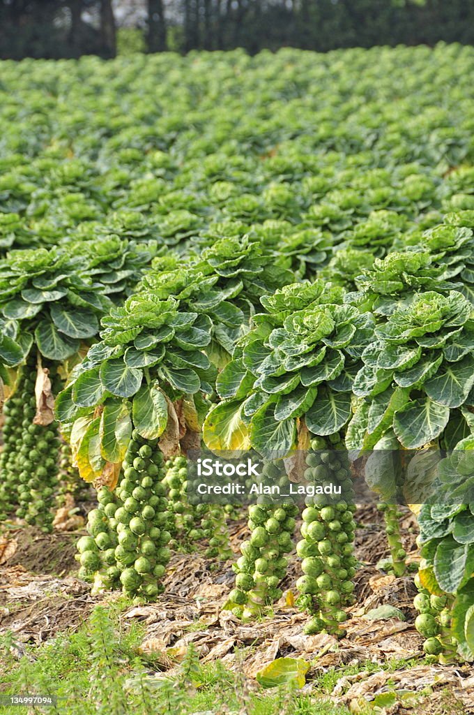 Brussel sprouts - Foto de stock de Campo - Tierra cultivada libre de derechos
