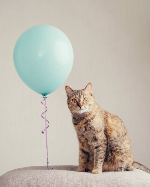 istock Cat looks curiously at the camera next to a colored ball. 1349972287