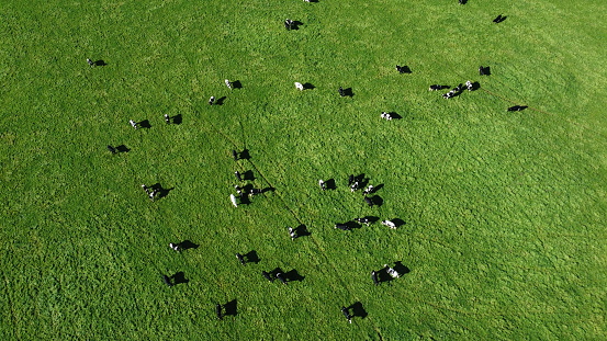 Aerial view of cows in the countryside
