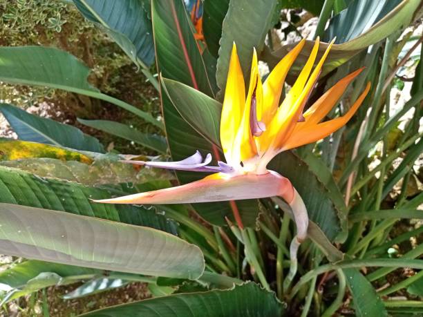 istock Bird of Paradise 1349974125