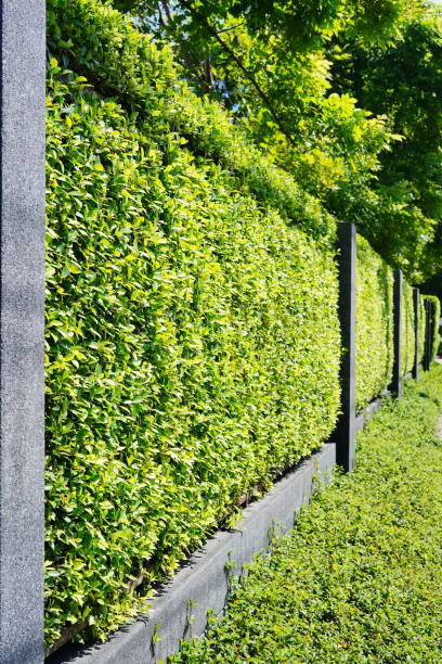 istock wall or fence made of trees 1349974153
