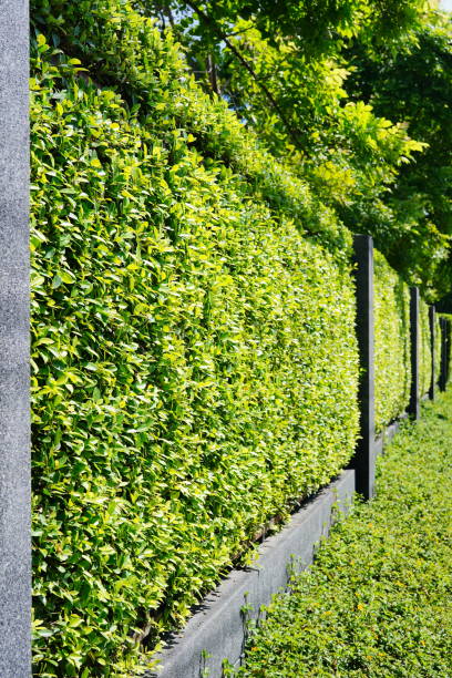 istock wall or fence made of trees 1349974185