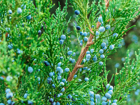 Juniperus virginiana branches with fruits close-up