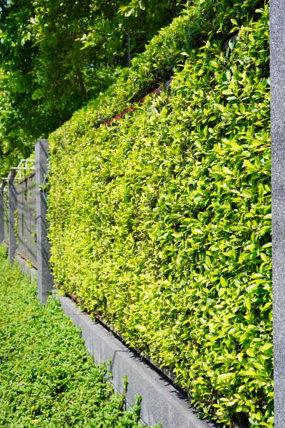 istock wall or fence made of trees 1349974258