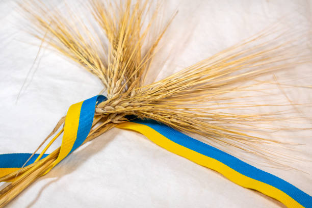 白い上にウクライナのリボンと金の小麦のスパイク - blur band ストックフォトと画像
