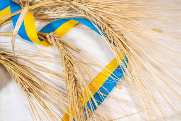 istock Gold wheat spikes with Ukrainian ribbon on white 1349975095