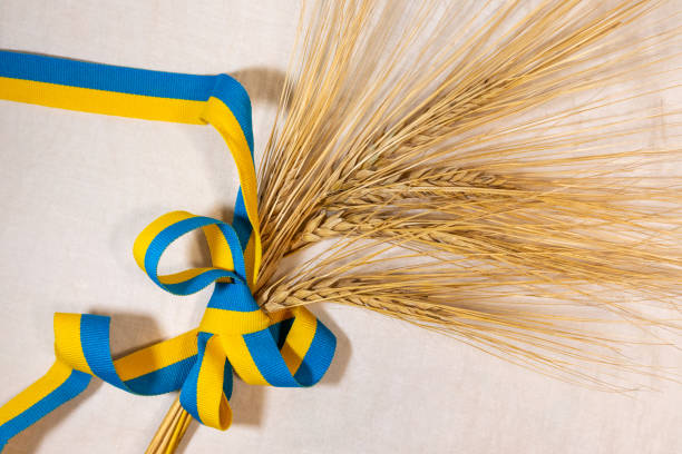 istock Gold wheat spikes with Ukrainian ribbon on white 1349975115