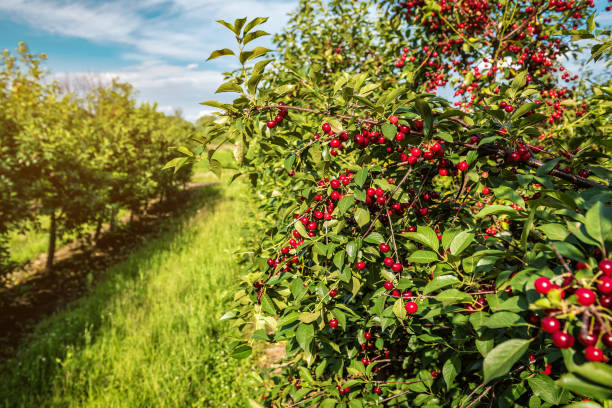 istock ripe, sweet cherries on the tree 1349975853