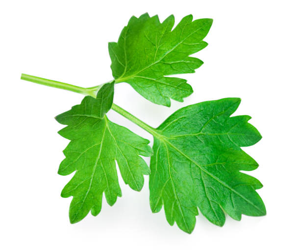 istock Parsley. Parsley herb isolated on white background. 