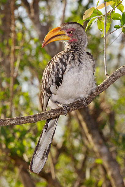istock Southern Yellow-Billed Hornbill 134997920