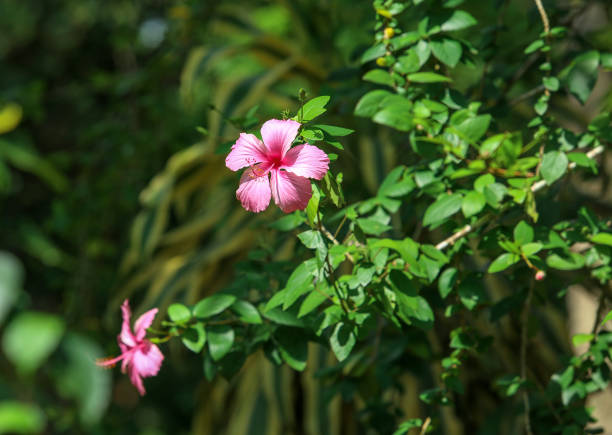 istock The Hibiscus Flower 1349979819
