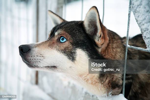 허스키 경견 가축에 대한 스톡 사진 및 기타 이미지 - 가축, 개, 개 사육장