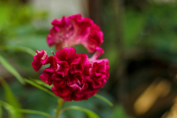 A red vevat flower in green