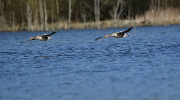 Bean goose  (Anser fabalis) goose flying over the lake anser fabalis stock pictures, royalty-free photos & images
