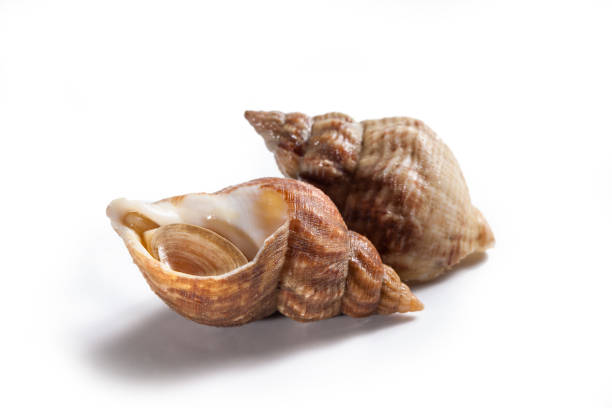 uncooked fresh common whelks or sea snails isolated on a white studio background - escargot snail seafood freshness imagens e fotografias de stock