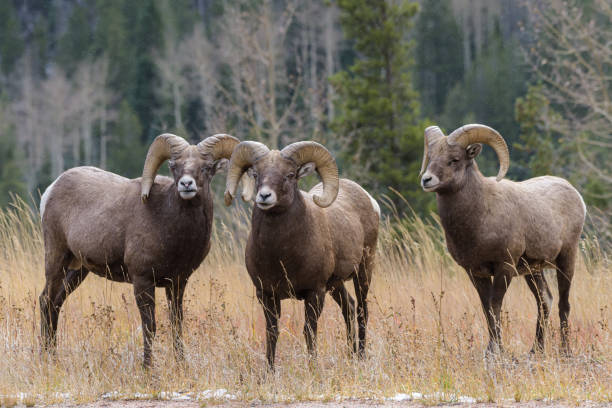 istock Colorado Rocky Mountain Bighorn Sheep 1349984043