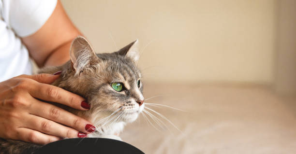 istock A gray cat is sitting on the girl's lap 1349984082