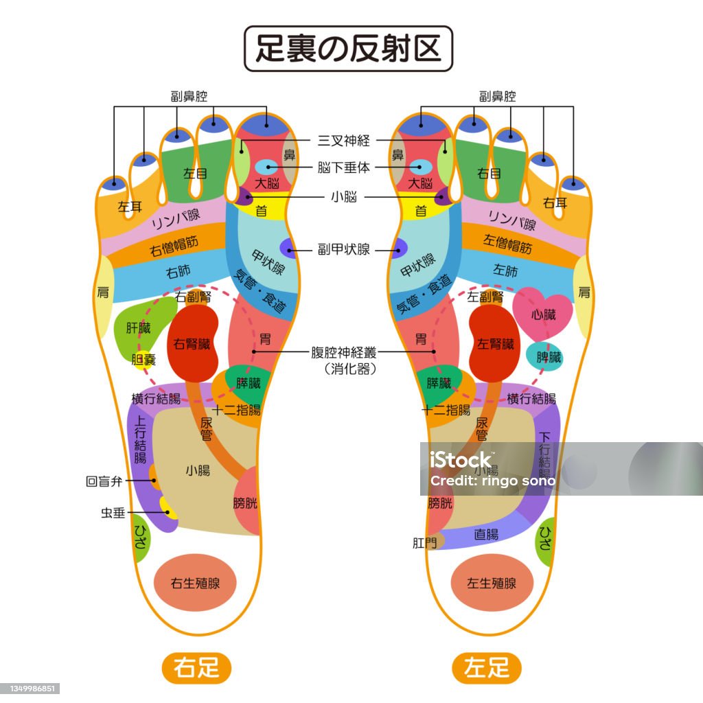 Ảnh Minh Họa Vùng Phản Xạ Và Huyệt Đạo Ở Lòng Bàn Chân Hình minh ...