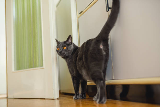 Chartreux cat waiting to be fed stock photo