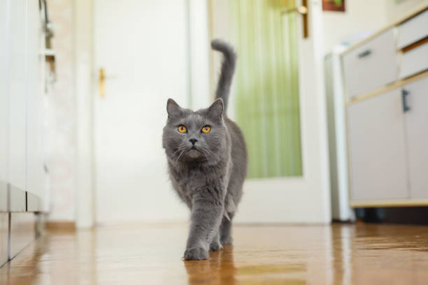 paseo de gatos - cola parte del cuerpo animal fotografías e imágenes de stock