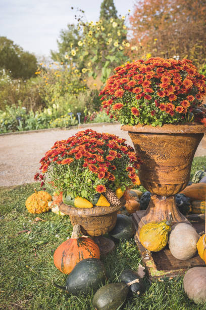 istock Halloween pumpkin and chrysanthemum flowers, fall decoration 1349986965