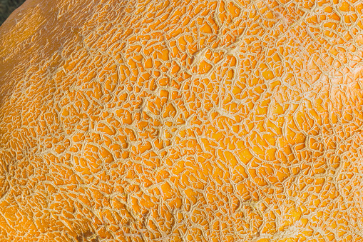 Yellow and orange pumpkin skin macro. Abstract texture background. Close up. Banner or wallpaper for Halloween