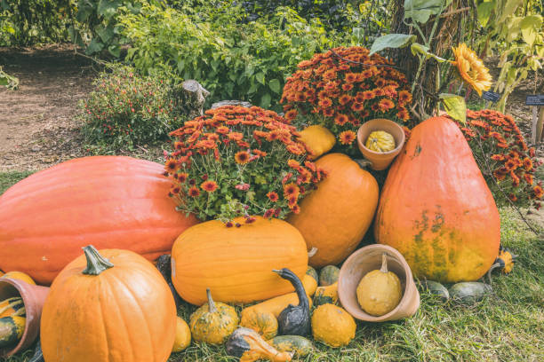 istock Halloween pumpkin and chrysanthemum flowers, fall decoration 1349986971