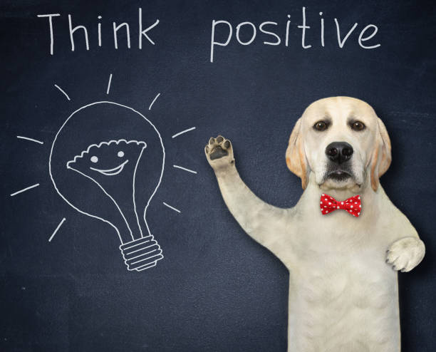 istock Dog labrador coach teaches to think positive 1349989703