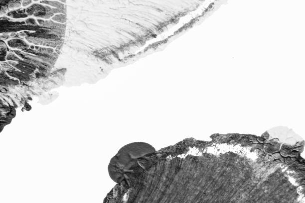 black white abstract acrylic painting color texture on white paper background by using rorschach inkblot method