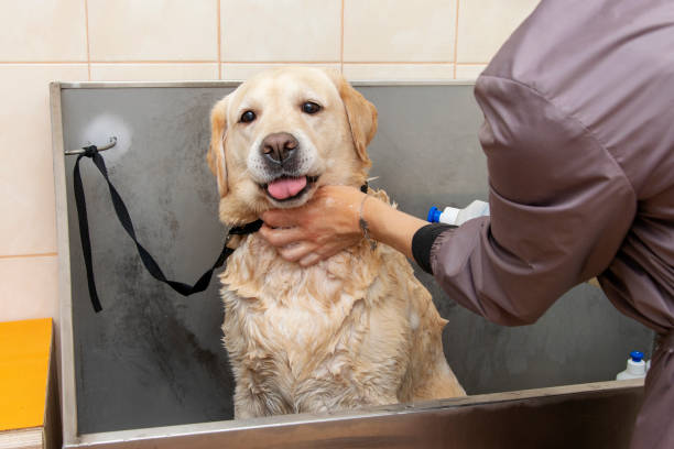 istock Funny dog  face while washing in the grooming salon. 1349990290