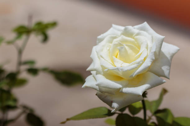 istock yellow rose and green leaves 1349990336