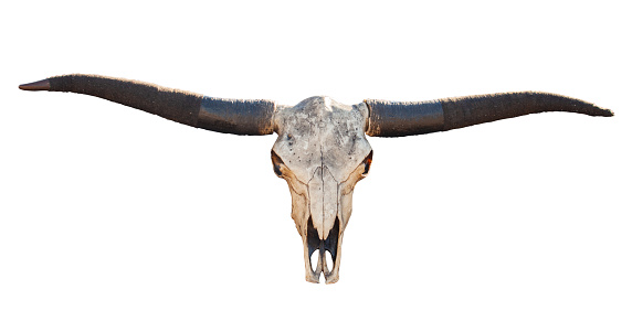 View of a Buffalo skull with long horns isolated on white background