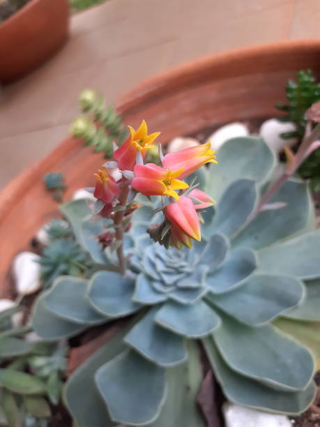 Succulent La Echeveria elegans, close-up flower. Succulent La Echeveria elegans, close-up flower, known as alabaster rose, is a plant native to Hidalgo, a state in central Mexico. caenorhabditis elegans stock pictures, royalty-free photos & images