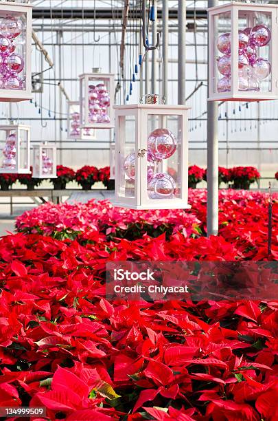 Kolorowe Poinsettias I Boże Narodzenie Dekoracje - zdjęcia stockowe i więcej obrazów Bez ludzi - Bez ludzi, Boże Narodzenie, Centrum ogrodnicze