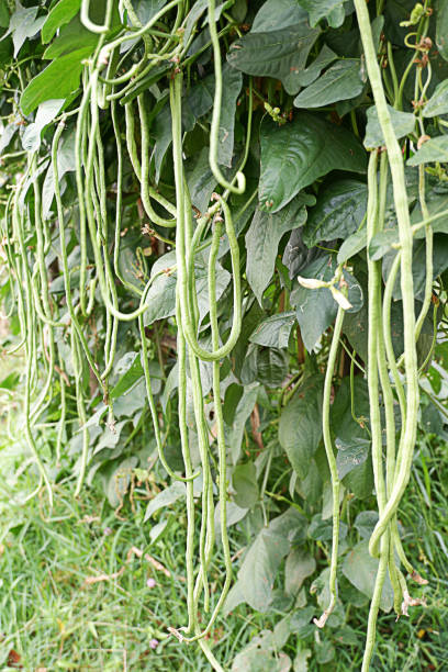 istock Fresh Long yard bean growning in the garden 1349998271