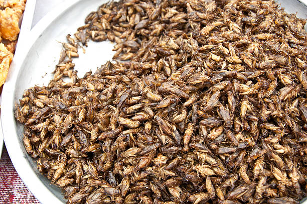 istock Fried criket with in salver 134999842